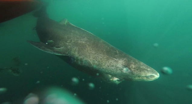 The Greenland shark has just been named the longest-lived vertebrate, with a lifespan of up to 400 years. Image: Julius Nielsen